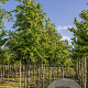 Pterocarya fraxinifolia 16-18 cm draadkluit