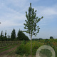 Pyrus communis 'Doyenné du Comice' 16-18 cm draadkluit