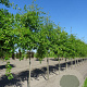 Quercus palustris 20-25 HO draadkluit