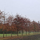 Quercus palustris 50-60 HO draadkluit