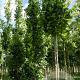 Quercus rob. 'Fastigiate Koster' 14-16 HO draadkluit 3 X verplant