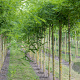 Styphnolobium japonicum 14-16 HO draadkluit