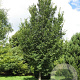 Ulmus 'Plantijn' 16-18 HO draadkluit