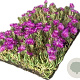 Delosperma cooperi covergreen Covergreen