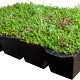 Covergreen® Sedum Buitenkwaliteit Covergreen