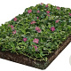 Vinca minor 'Atropurpurea' covergreen Covergreen
