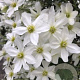 Clematis 'Avalanche' 175-200 cm 20L