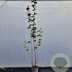 Corylus m. 'Purpurea' 225-250 cm cont. 100L