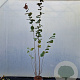 Corylus m. 'Purpurea' 225-250 cm cont. 100L