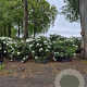 Rhododendron 'Cunningham's White' 125-150 cm cont. 100L