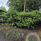 Rhododendron 'Cunningham's White' 125-150 cm cont. 100L