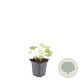 Geranium macr. 'Spessart' GM P9