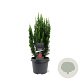 Chamaecyparis l. 'Little Spire' 30-40 cm 3,0L