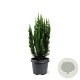 Chamaecyparis l. 'Little Spire' 30-40 cm 3,0L