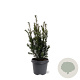 Taxus media 'Groenland' 40-50 cm 3,0L