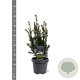 Taxus media 'Groenland' 40-50 cm 3,0L