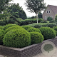 Taxus media 'Groenland' 40-50 cm 3,0L