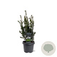 Taxus media 'Groenland' 40-50 cm 3,0L