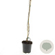 Parthenocissus quinq.engelmannii 80-100 cm C1.5 vanaf 2 tak met stok