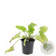 Phlomis russeliana GM C1.3