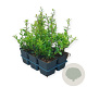 Ilex maximowicziana kanehirae 10-15 cm P9