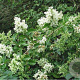 Ligustrum ovalifolium 200-250 cm container solitair