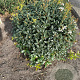 Osmanthus burkwoodii 50-55 cm met kluit bol