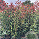 Photinia fraseri 'Red Robin' 125-150 cm container
