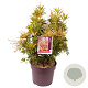 Pieris 'Forest Flame' 40-50 cm 7,5L