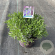 Lavandula ang. 'Hidcote' GM C5