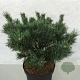 Pinus sylv. 'Watereri' 40-50 cm 10L