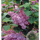 Syringa v. 'Belle de Nancy' 200-250 cm container solitair