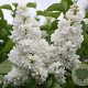 Syringa v. 'Mme Lemoine' 200-250 cm container solitair