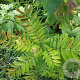 Toona sinensis 125-150 cm container