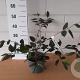 Viburnum plic. 'Mariesii Gr. Star' GM C3