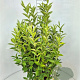 Weigela 'Candida' 100-120 cm 10L