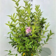 Weigela 'Rosea' 100-120 cm 10L