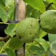 Juglans cinerea 'Beckwith' 100-125 cm container