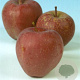 Malus d. 'Red Delicious' 10-12 HA container