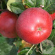 Malus d. 'Red Devil' 10-12 HA container
