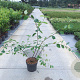 Amelanchier lamarckii 100-125 cm 10L