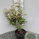 Elaeagnus ebbingei 40 cm 3,0L