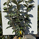 Elaeagnus ebbingei 40 cm 3,0L