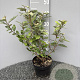 Elaeagnus ebb. 'Compacta' 40 cm 3,0L