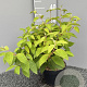 Viburnum plic. 'Mariesii' 30-35 cm 3,0L