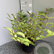 Weigela florida 'Pink Princess' 40-60 cm 5,0L