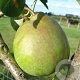 Pyrus c. 'Beurré Alexandre Lucas' 10-12 HA container