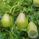 Pyrus c. 'Doyenné du Comice' 10-12 HA container