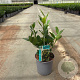 Prunus l. 'Mano' 25-30 cm 2,5L