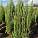 Juniperus s. 'Blue Arrow' 150-175 cm met kluit extra